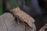 Jodia croceago