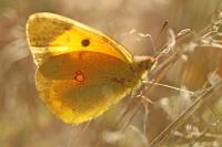 Colias crocea