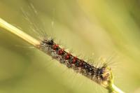 Lymantria dispar