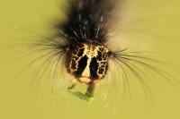 Lymantria dispar