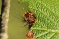 Lymantria dispar