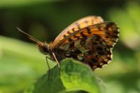 Boloria dia