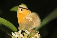 Coenonympha pamphilus