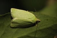 Tortrix viridana