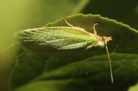 Tortrix viridana