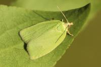 Tortrix viridana