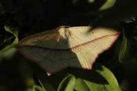 Timandra comae