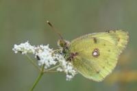 Colias alfacariensis