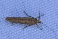 Ypsolopha ustella
