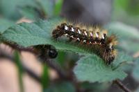 Acronicta rumicis