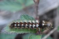 Acronicta rumicis