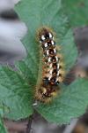Acronicta rumicis