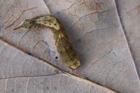Watsonalla binaria