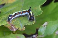 Acronicta psi