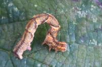 Cyclophora linearia
