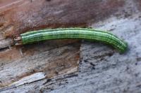 Macaria liturata