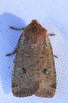 Conistra erythrocephala