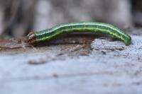 Macaria liturata