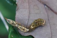 Watsonalla binaria