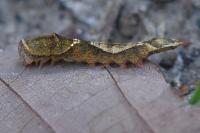 Watsonalla binaria