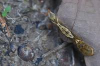 Watsonalla binaria