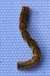 Cyclophora linearia