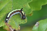 Acronicta psi