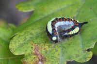 Acronicta psi