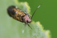 Pancalia leuwenhoekella