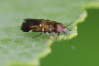 Pancalia leuwenhoekella