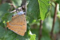 Thecla betulae