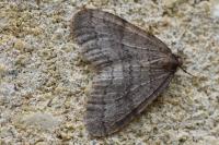 Operophtera brumata