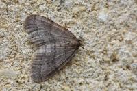 Operophtera brumata