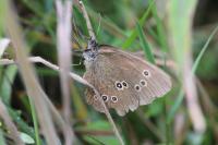 Aphantopus hyperantus