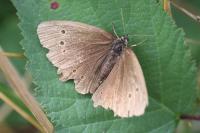 Aphantopus hyperantus