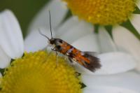 Chrysoesthia drurella