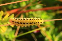 Zygaena filipendulae