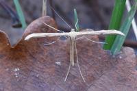 Emmelina monodactyla