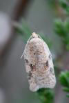 Acleris