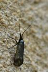 Adela reaumurella