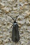 Adela reaumurella