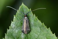 Adela reaumurella