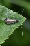Adela reaumurella