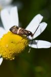 Adela australis