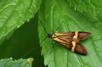 Nemophora degeerella