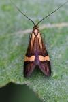 Nemophora degeerella