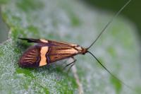 Nemophora degeerella