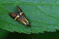 Nemophora degeerella