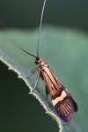Nemophora degeerella