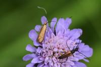Nemophora metallica